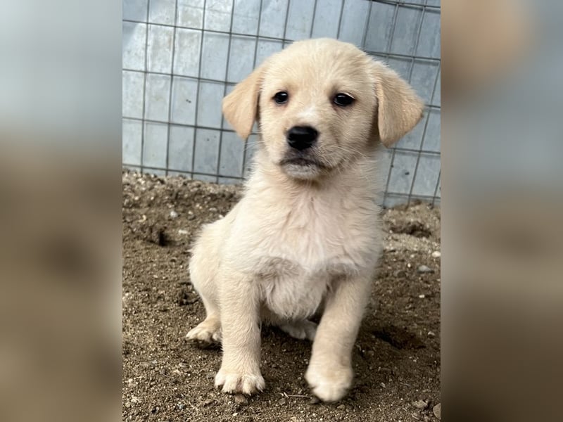 Ljón, geb. ca. 11/2025, lebt in GRIECHENLAND, auf einer privaten Pflegestelle