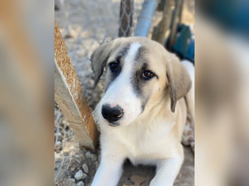 Manella, geb. ca. 04/2025, lebt in GRIECHENLAND, im städt. Tierheim Serres