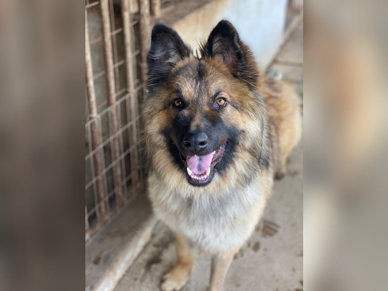 Joey, geb. ca. 08/2025, lebt in GRIECHENLAND, auf einer privaten Pflegestelle