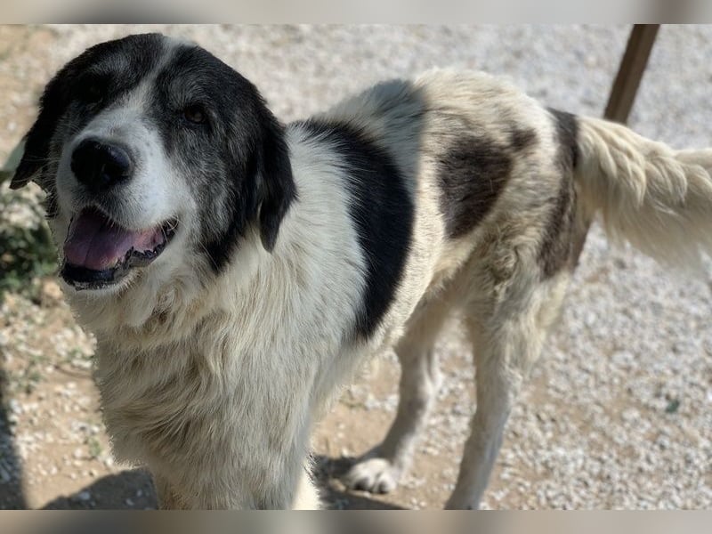 Askal, geb. ca. 07/2015, lebt in GRIECHENLAND, im städt. Tierheim Serres