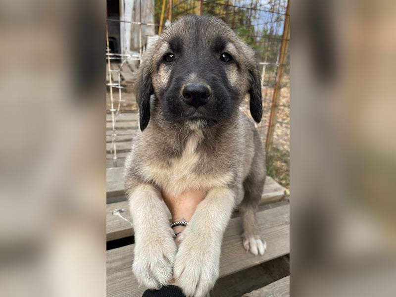 Cosy, geb. ca. 08/2022, lebt in GRIECHENLAND, auf einer privaten Pflegestelle