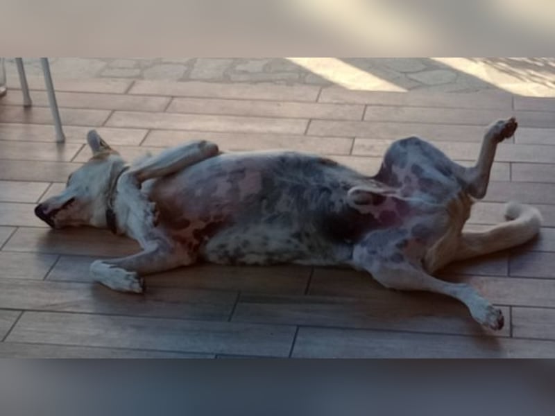 Rango, geb. ca. 01/2020, lebt in GRIECHENLAND, auf einer privaten Pflegestelle