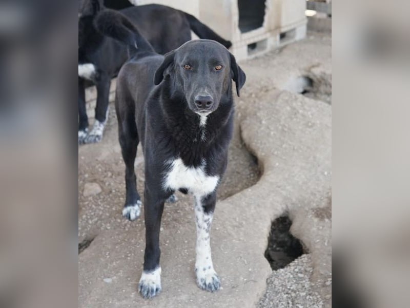 Frizelbliz, geb. ca. 03/2021, lebt in GRIECHENLAND, im städt. Tierheim Serres
