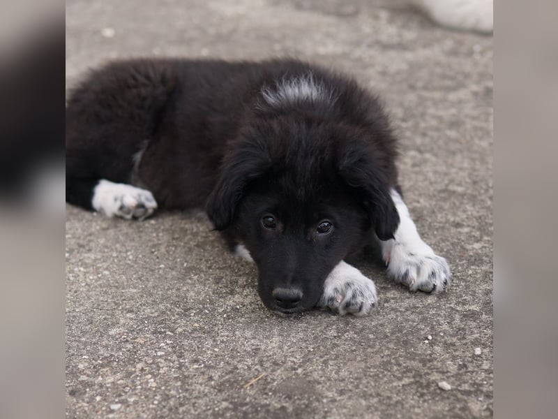 Baron, geb. ca. 12/2023, lebt in GRIECHENLAND, auf einem Gelände, Hunde werden notdürftig versorgt