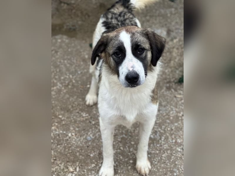 Lexya, geb. ca. 02/2025, lebt in GRIECHENLAND, im städtischen Tierheim