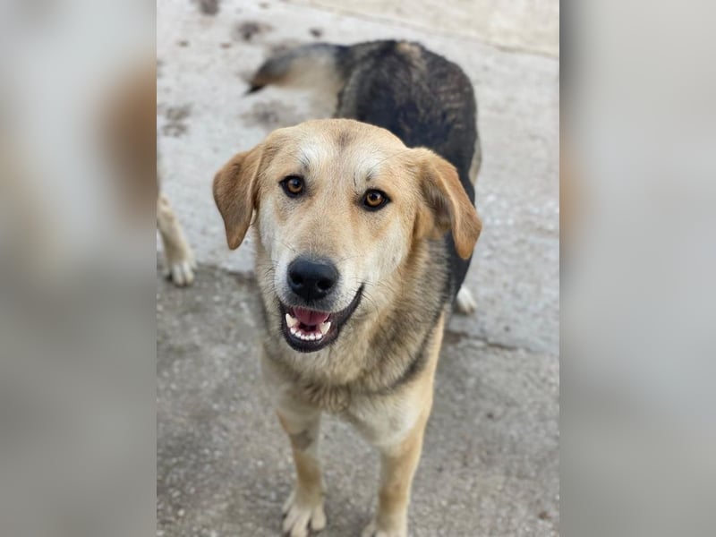 Ciri, geb. ca. 05/2024, lebt in GRIECHENLAND, im städt. Tierheim Serres