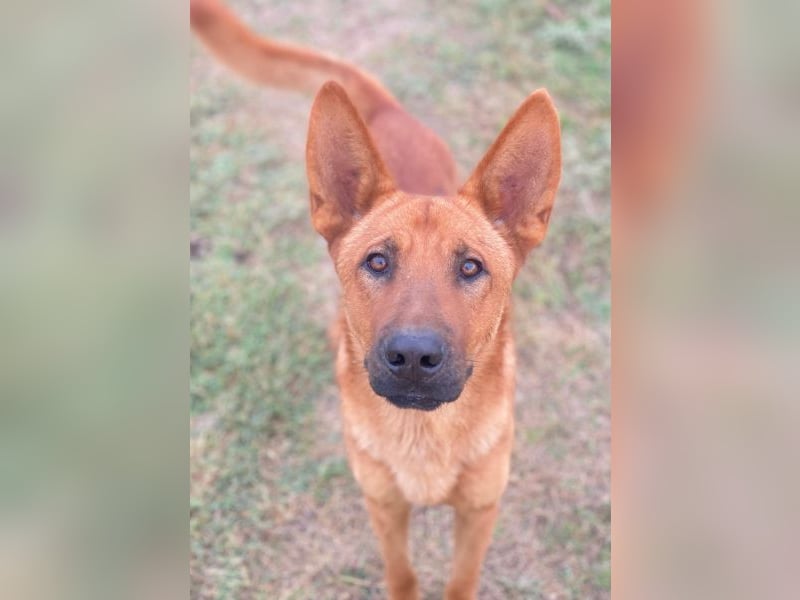 Zylo, geb. ca. 10/2024, lebt in GRIECHENLAND, im städt. Tierheim Serres