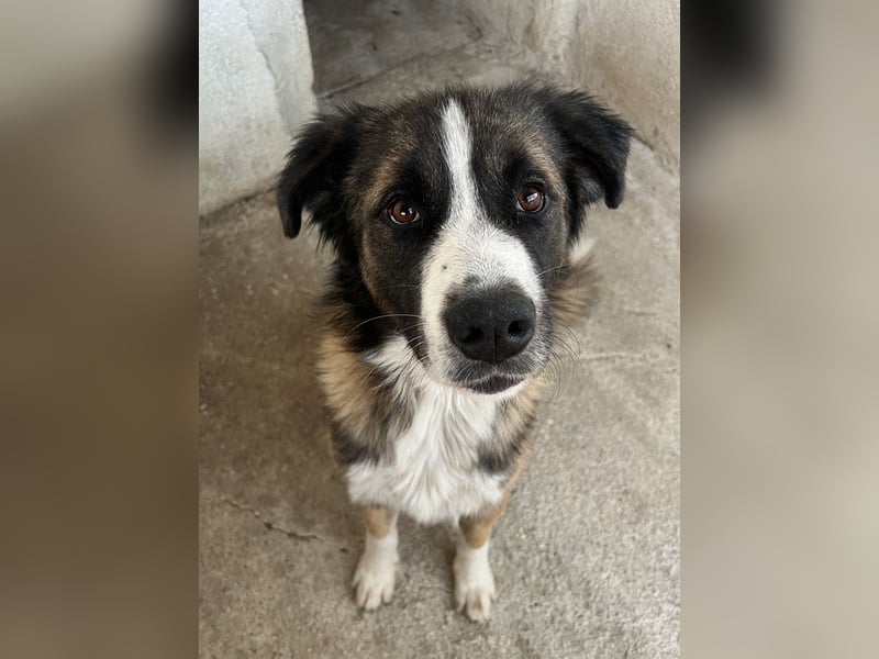 Beetles, geb. ca. 11/2024, lebt in GRIECHENLAND, im städt. Tierheim Serres