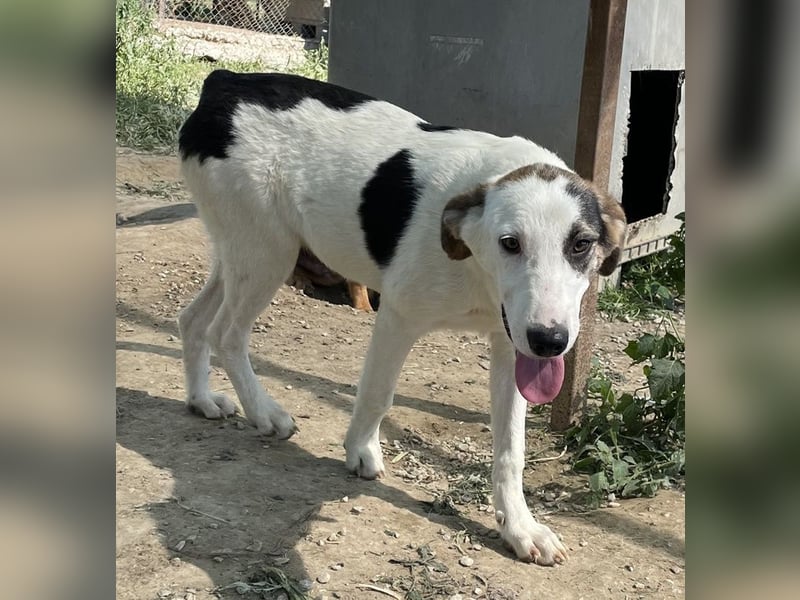 Colette, geb. ca. 02/2022, lebt in GRIECHENLAND, im städt. Tierheim Serres