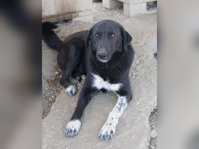 Frizelbliz, geb. ca. 03/2021, lebt in GRIECHENLAND, im städt. Tierheim Serres