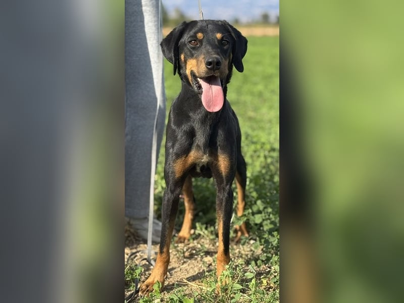 Zwölf, geb. ca. 10/2021, lebt in GRIECHENLAND, auf einer privaten Pflegestelle