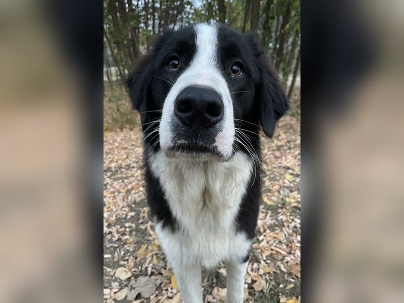 Sloan, geb. ca. 01/2022, lebt in GRIECHENLAND, auf einem Gelände, wird notdürftig versorgt