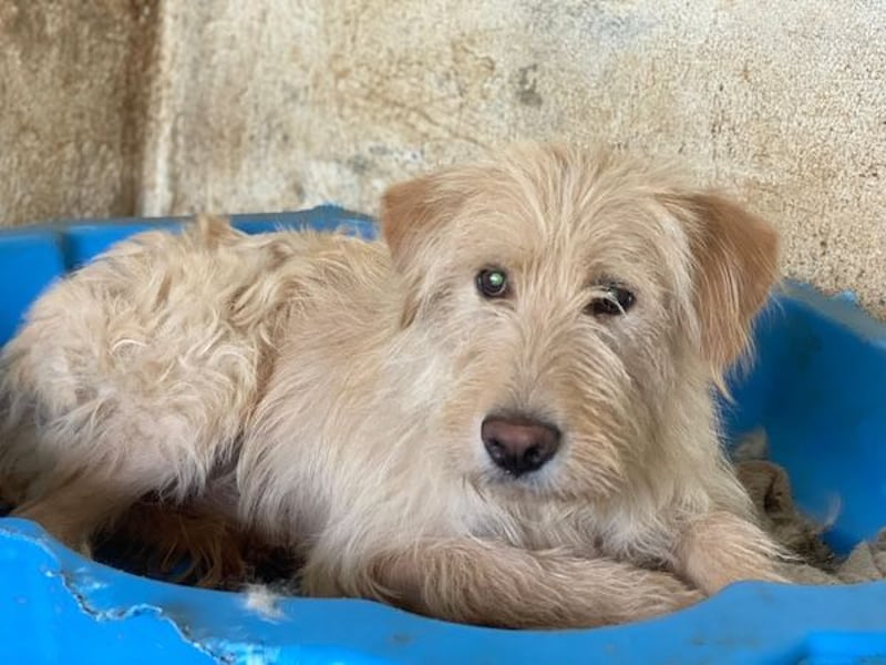 Susan, geb. ca. 04/2024, lebt in GRIECHENLAND, auf einer privaten Pflegestelle