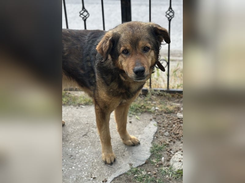 Frieder, geb. ca. 11/2019, lebt in GRIECHENLAND, im städt. Tierheim Serres