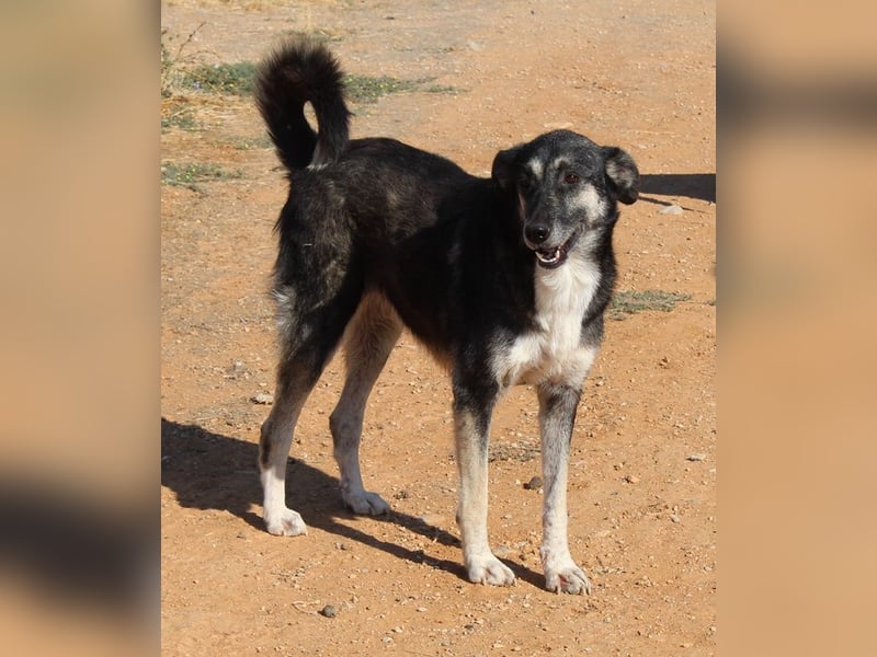 Nancy, geb. ca. 03/2019, lebt in GRIECHENLAND, auf einem Gelände, wird notdürftig versorgt