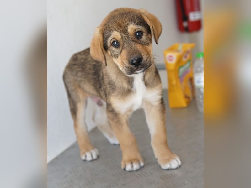 Kuba, geb. ca. 12/2025, lebt in GRIECHENLAND, auf einer privaten Pflegestelle