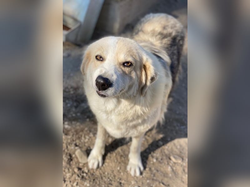 Gelja, geb. ca. 03/2022, lebt in GRIECHENLAND, im städt. Tierheim Serres