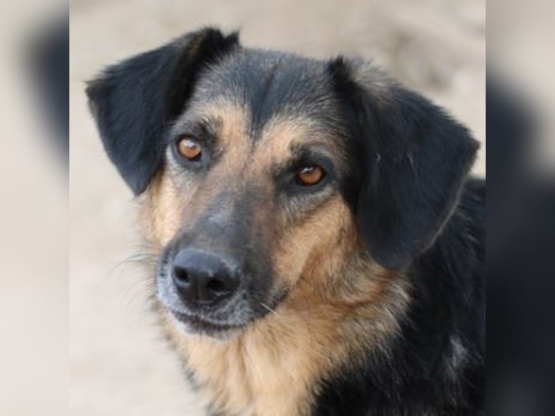 Kitaro, geb. 01/2019, lebt in GRIECHENLAND, im städt. Tierheim Serres