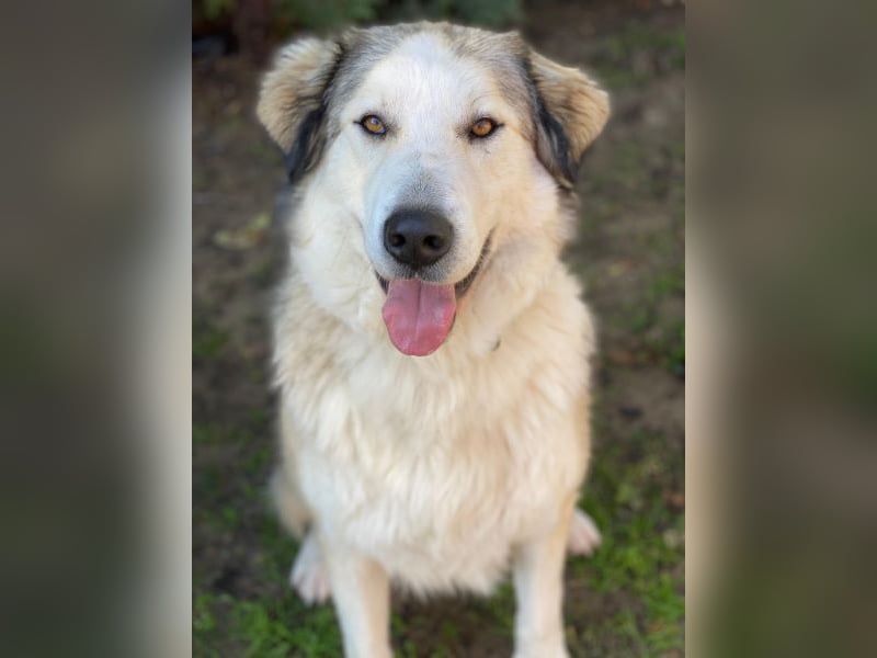 Winnie, geb. ca. 12/2023, lebt in GRIECHENLAND, auf einer privaten Pflegestelle