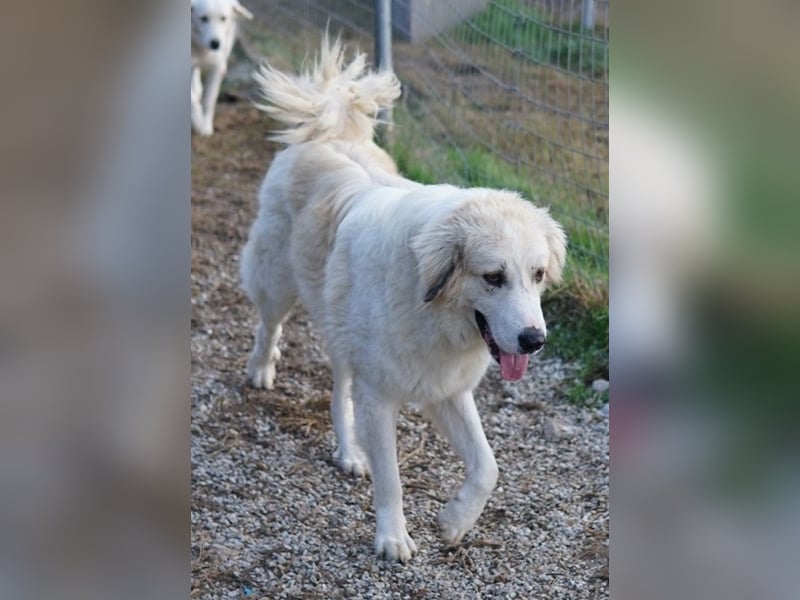 Bacardi, geb. ca. 04/2021, lebt in GRIECHENLAND, im städt. Tierheim Serres