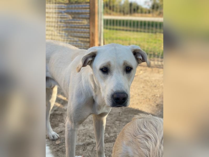 Miguel, geb. ca. 08/2024, lebt in GRIECHENLAND, im städt. Tierheim Serres