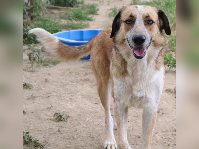 Nena, geb. ca. 10/2017, lebt in GRIECHENLAND, im städt. Tierheim Serres