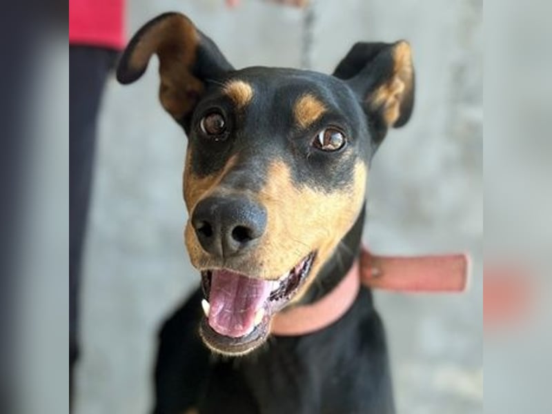 Rachel, geb. ca. 05/2020, lebt in GRIECHENLAND, auf einer privaten Pflegestelle