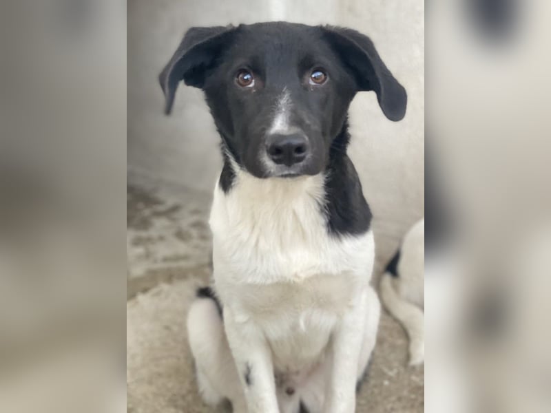 Cap, geb. ca. 06/2024, lebt in GRIECHENLAND, im städt. Tierheim Serres