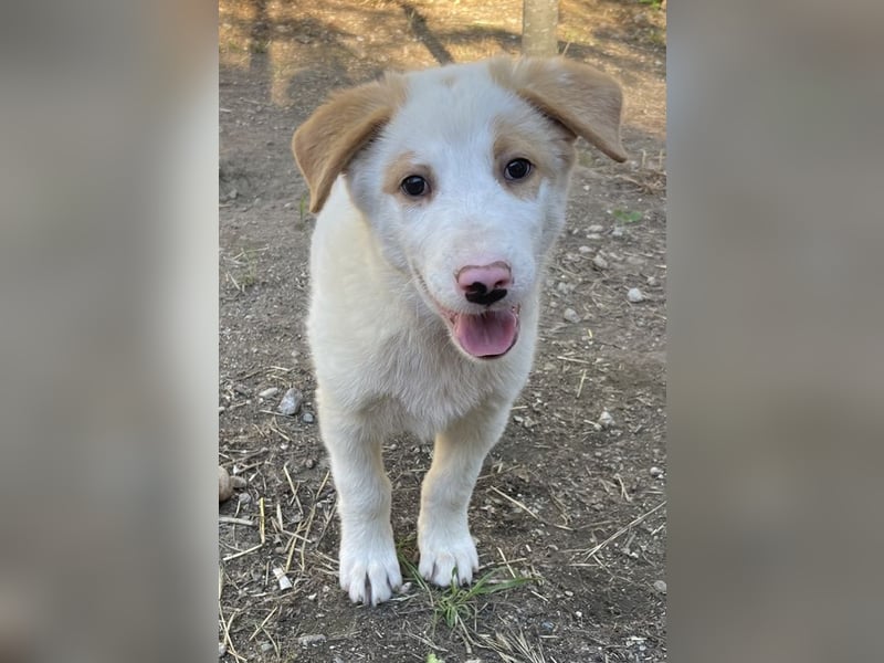 Miko, geb. ca. 02/2025, lebt in GRIECHENLAND, im städt. Tierheim Serres