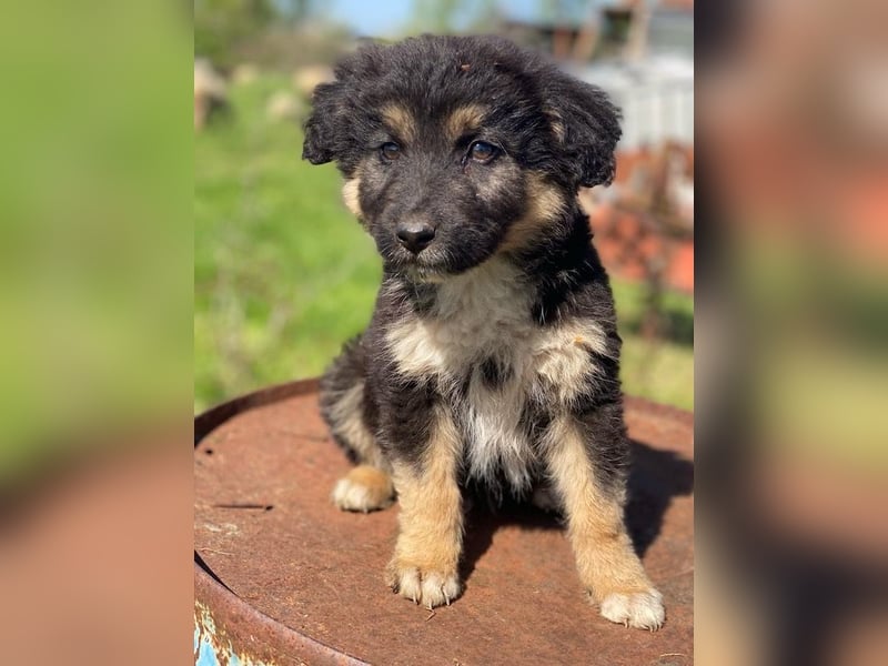 Sirius Black, geb. ca. 12/2023, lebt in GRIECHENLAND, im städt. Tierheim Serres