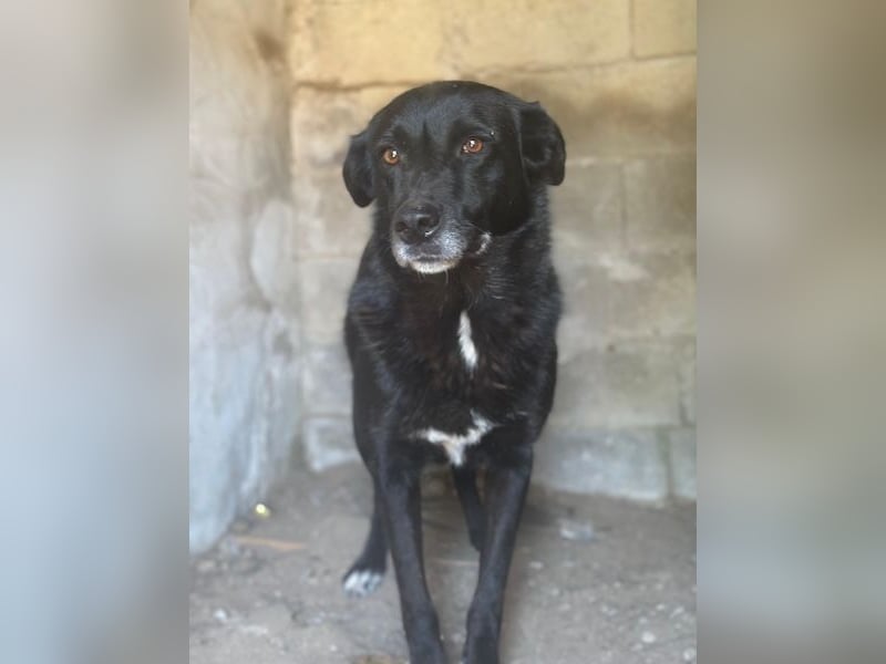 Zuri, geb. ca. 04/2021, lebt in GRIECHENLAND, im städt. Tierheim Serres