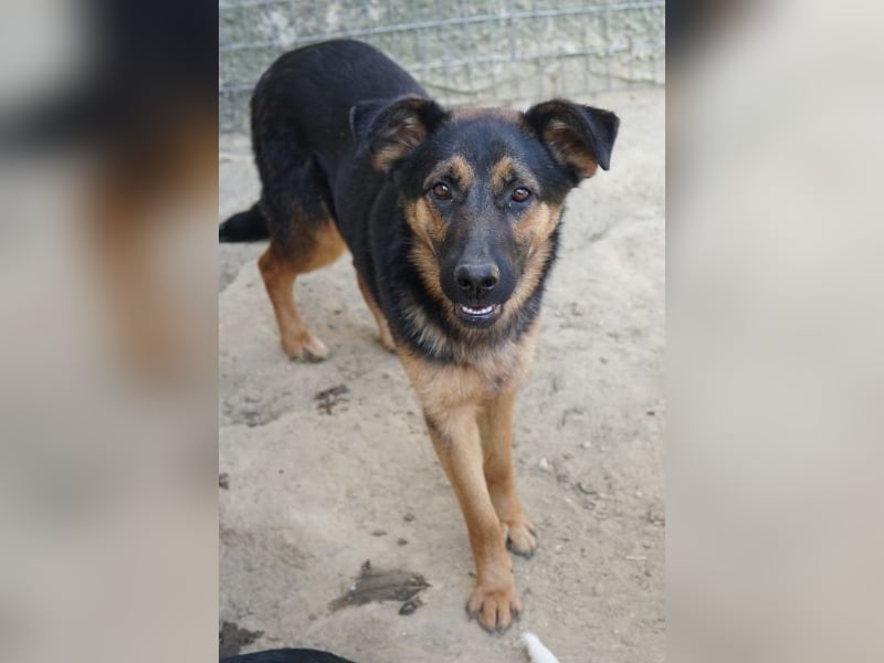 Enid, geb. ca. 06/2025, lebt in GRIECHENLAND, auf einer privaten Pflegestelle