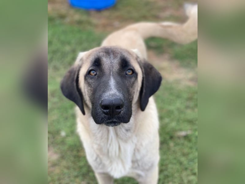 Twixx, geb. ca. 03/2025, lebt in GRIECHENLAND, im städt. Tierheim Serres