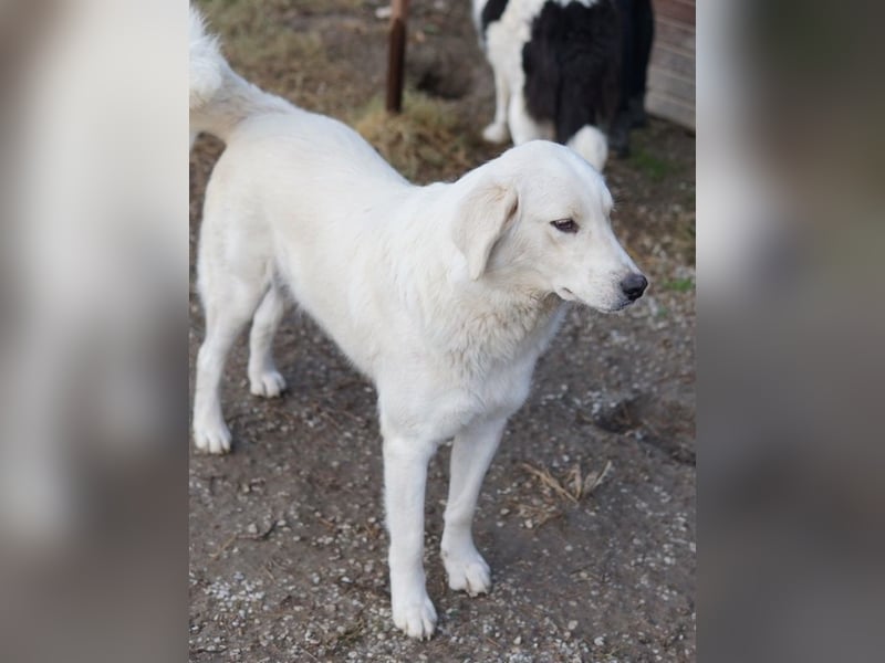 Idallo, geb. ca. 12/2020, lebt in GRIECHENLAND, im städt. Tierheim Serres