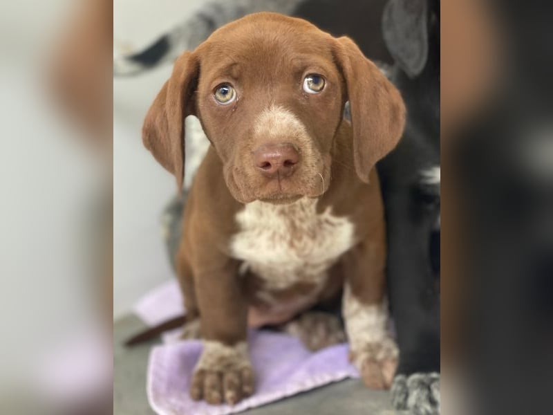 Castanea, geb. ca. 11/2025, lebt in GRIECHENLAND, auf einer privaten Pflegestelle