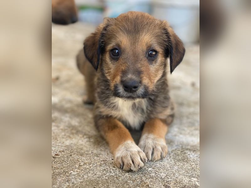 Woody, geb. ca. 02/2026, lebt in GRIECHENLAND, im städt. Tierheim Serres