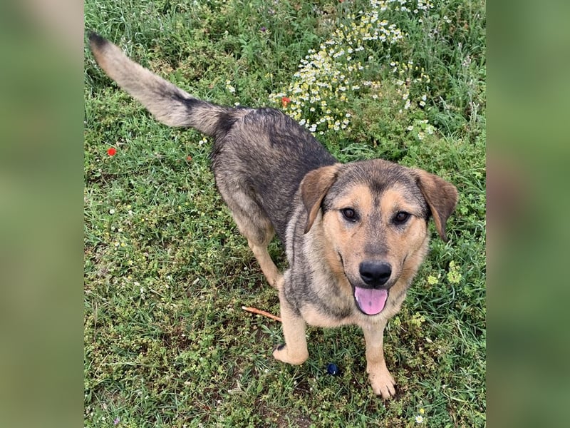 Bruno, geb. ca. 05/2020, lebt in GRIECHENLAND, auf einer privaten Pflegestelle