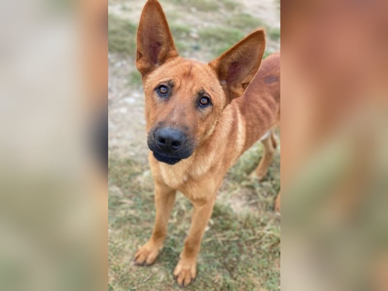 Zylo, geb. ca. 10/2024, lebt in GRIECHENLAND, im städt. Tierheim Serres