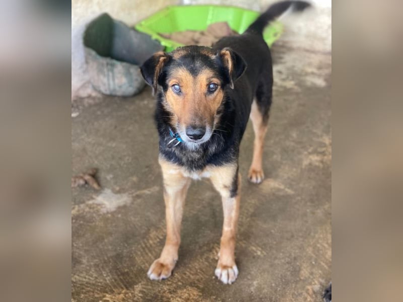 Tizian, geb. ca. 04/2022, lebt in GRIECHENLAND, auf einer privaten Pflegestelle