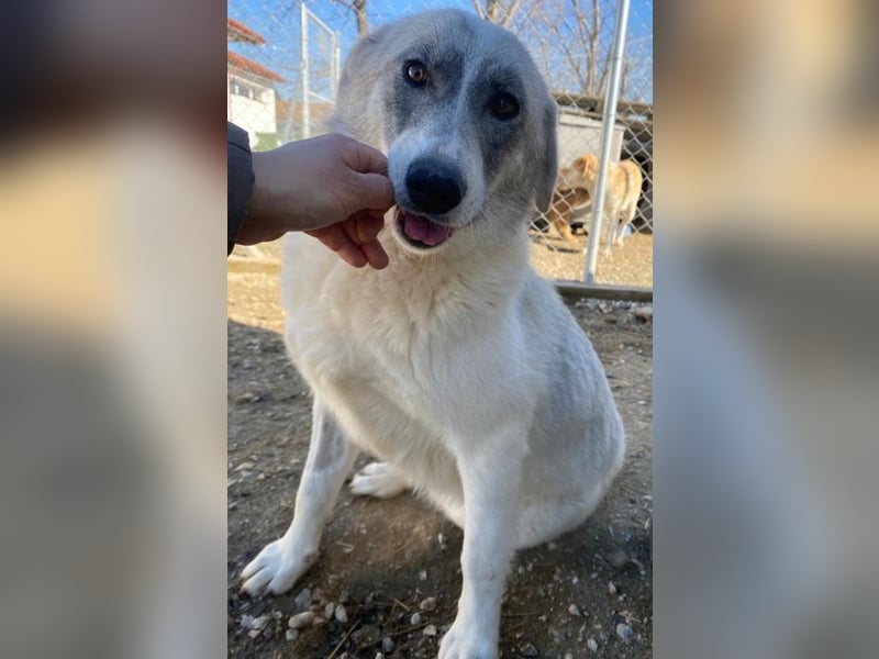 Charlina, geb. ca. 04/2021, lebt in GRIECHENLAND, im städt. Tierheim Serres