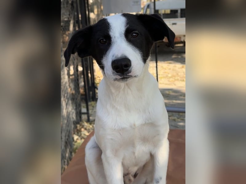 Capper, geb. ca. 06/2024, lebt in GRIECHENLAND, im städt. Tierheim Serres