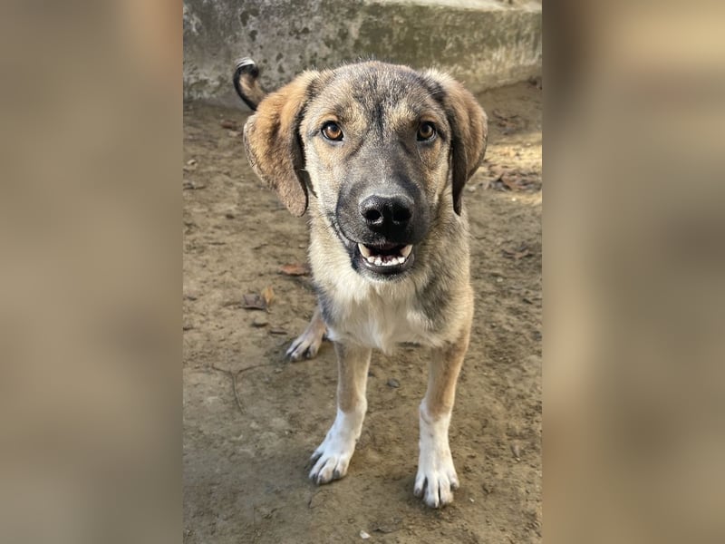 Ryn,  geb. ca. 06/2025, lebt in GRIECHENLAND, auf einer privaten Pflegestelle