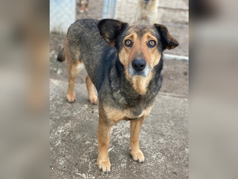 Violetta, geb. ca. 09/2018, lebt in GRIECHENLAND, im städt. Tierheim Serres