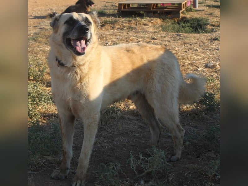 Romero, geb. ca. 12/2021, lebt in GRIECHENLAND, auf einem Gelände, wird notdürftig versorgt