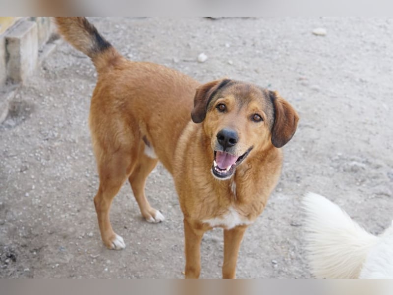 Mikosch, geb. ca. 01/2024, lebt in GRIECHENLAND, im städt. Tierheim Serres