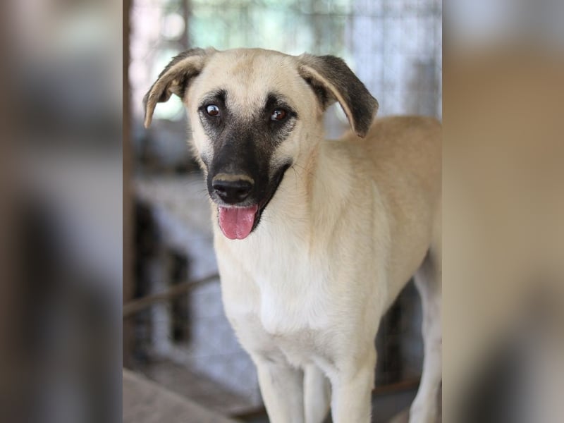 Carlchen, geb. ca. 03/2023, lebt in GRIECHENLAND, im städt. Tierheim Serres