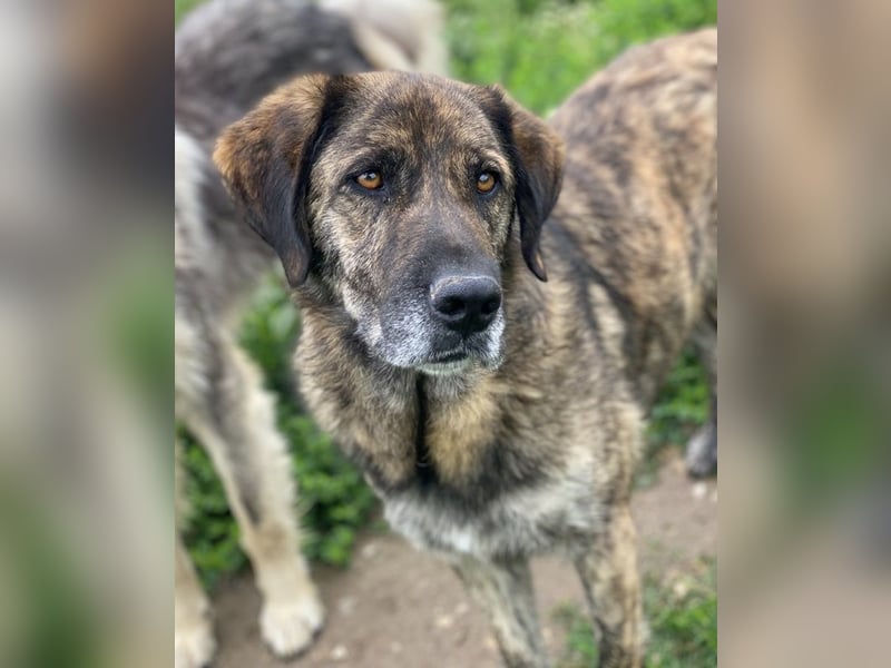 Theo, geb. ca. 04/2022, lebt in GRIECHENLAND, im städt. Tierheim Serres