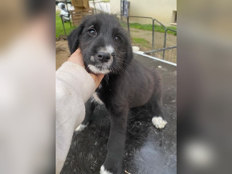 Lisbeth, geb. ca. 09/2025, lebt in GRIECHENLAND, auf einer privaten Pflegestelle