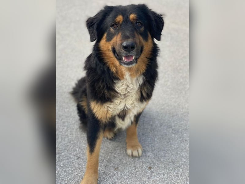 Sirius Black, geb. ca. 12/2023, lebt in GRIECHENLAND, im städt. Tierheim Serres