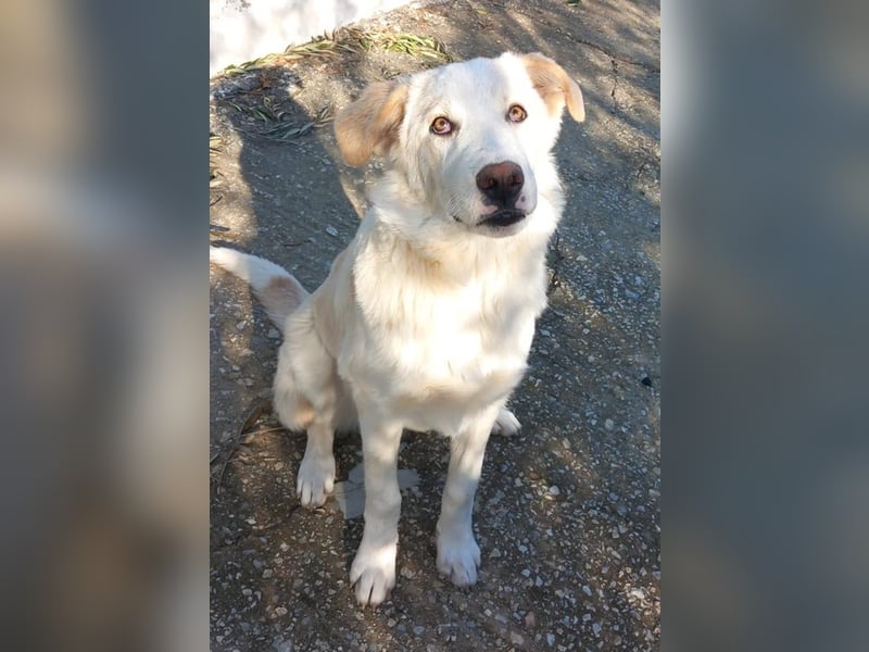 Chelsey, geb. ca. 04/2024, lebt in GRIECHENLAND, auf einer privaten Pflegestelle